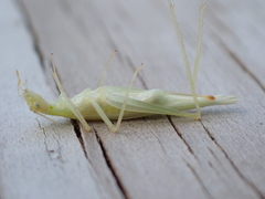Oecanthus exclamationis