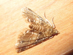 Elophila turbata