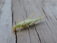 Oecanthus exclamationis