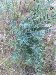 Indigofera lindheimeriana