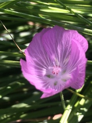 Sidalcea reptans