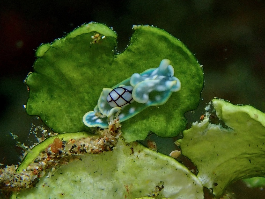 Micromelo barbarae
