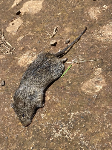 Allen's cotton rat