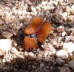 Cotinis impia