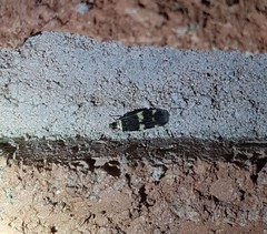 Oegoconia deauratella