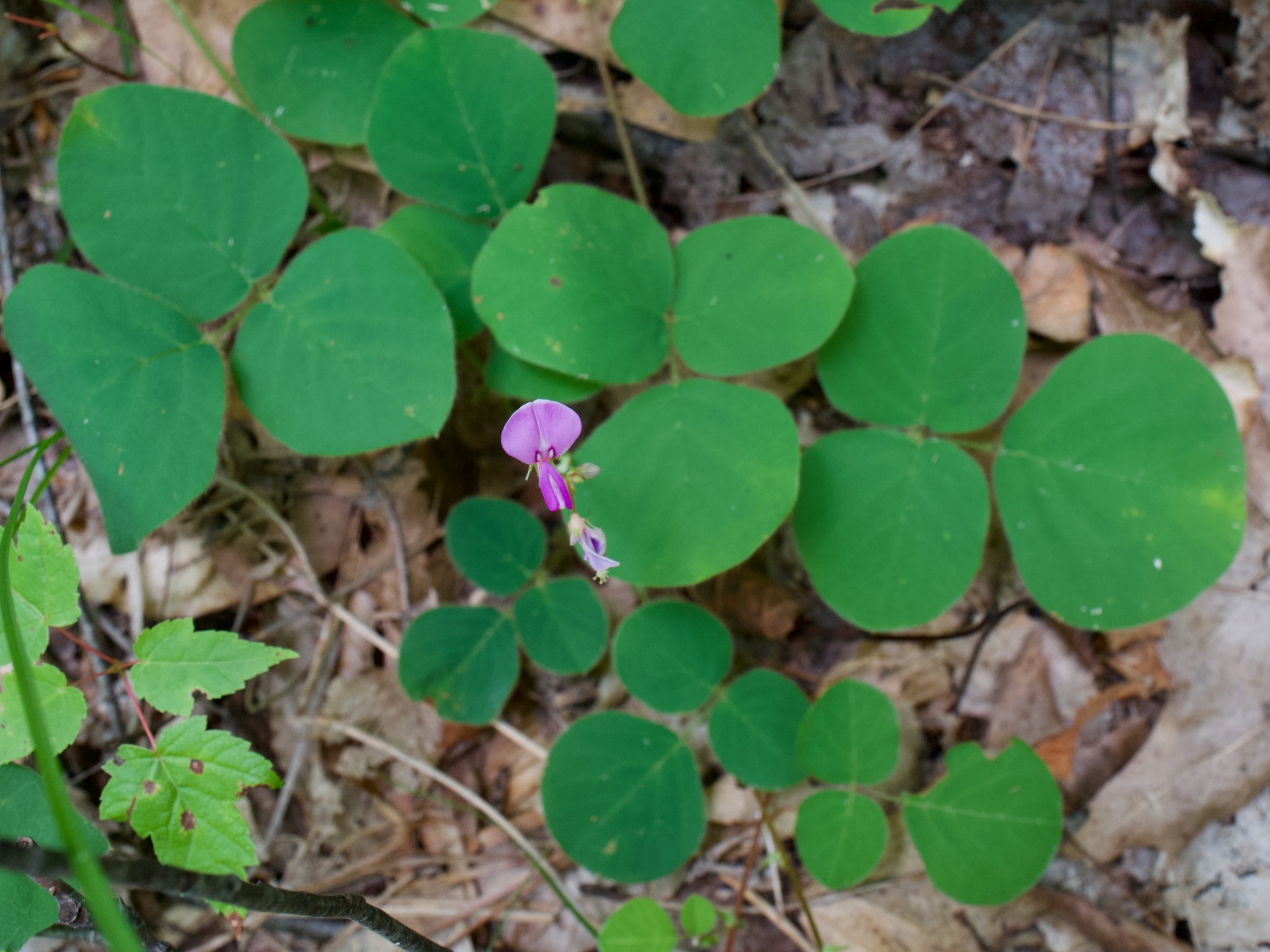 Desmodium rotundifolium