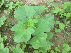 Malva verticillata
