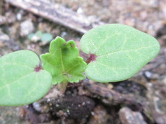 Malva verticillata