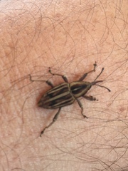 Rhabdoscelus lineaticollis