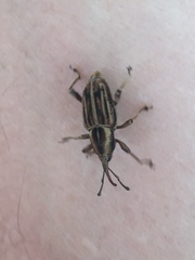 Rhabdoscelus lineaticollis