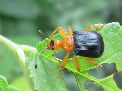 Tomapoderus ruficollis