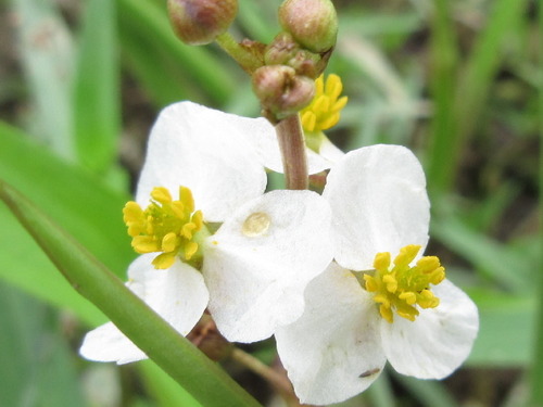 Sagittaria aginashi iNat (1)