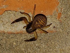 Xysticus texanus