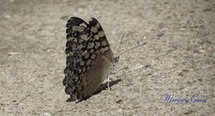 Hamadryas glauconome