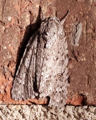 Acronicta rubricoma