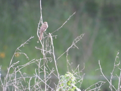 Empidonax albigularis