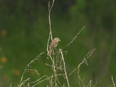 Empidonax albigularis