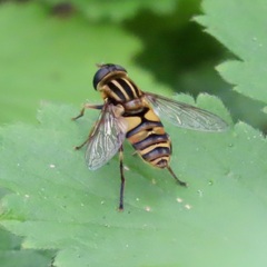 Helophilus fasciatus