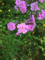 Phlox carolina