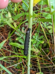 Proserpinus flavofasciata