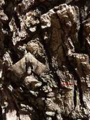 Apatelodes torrefacta