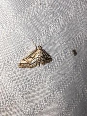 Parapoynx badiusalis