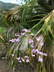 Ionopsis utricularioides