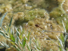 Sympetrum costiferum