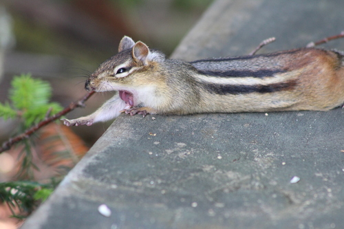 Eastern Chipmunk photographed in Minnesota