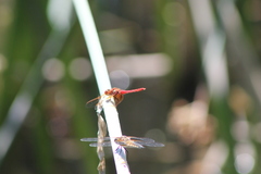 Sympetrum illotum