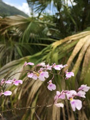 Ionopsis utricularioides