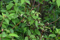 Cornus foemina
