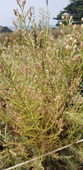Pseudognaphalium ramosissimum