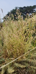 Pseudognaphalium ramosissimum