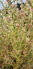 Pseudognaphalium ramosissimum