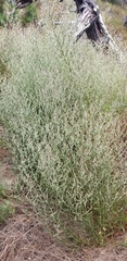 Pseudognaphalium ramosissimum