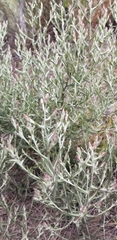 Pseudognaphalium ramosissimum