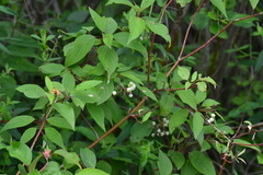 Cornus foemina