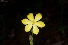 Sisyrinchium pringlei