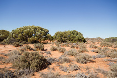 Acacia papyrocarpa