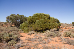 Acacia papyrocarpa