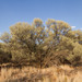 Acacia aneura - Photo (c) dhfischer,  זכויות יוצרים חלקיות (CC BY-NC), uploaded by dhfischer