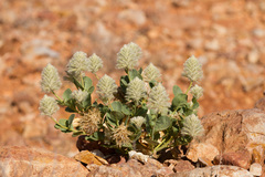 Ptilotus nobilis