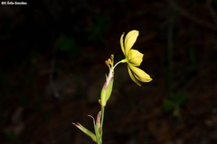 Sisyrinchium pringlei