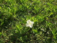 Oenothera centaurifolia