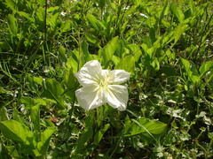 Oenothera centaurifolia