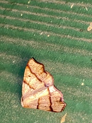 Plagodis phlogosaria