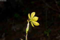 Sisyrinchium pringlei
