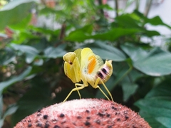 Photiomantis planicephala
