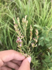Lespedeza leptostachya